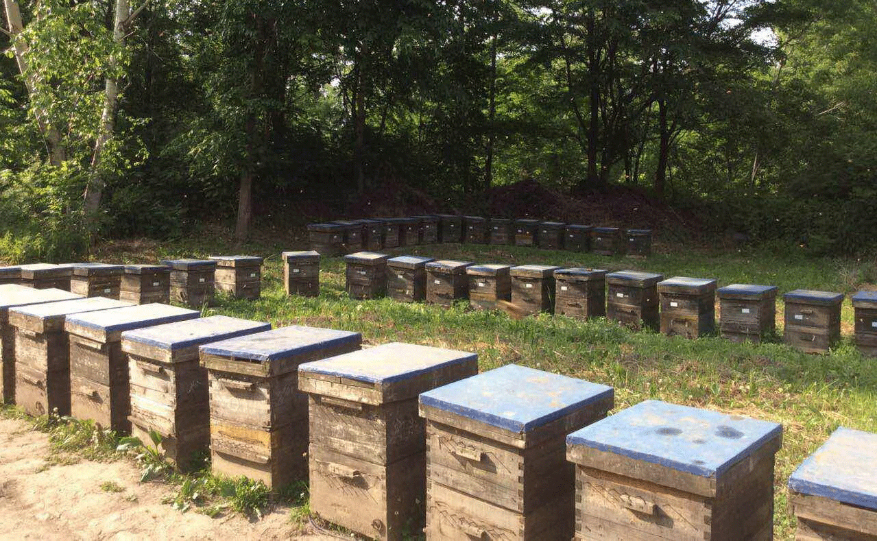 公司與白河林業局簽訂合作建立養蜂基地的合同